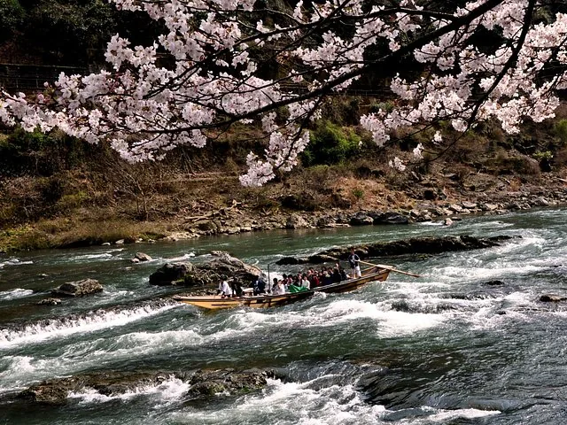 A boat navigates the rapids of Hozugawa River under cherry blossoms