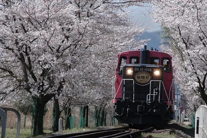 A scenic train approaches through a tunnel of blooming cherry blossom trees