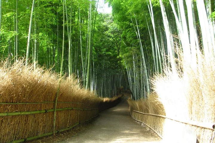 Un sentier tranquille serpente à travers la dense bambouseraie d'Arashiyama, à Kyoto