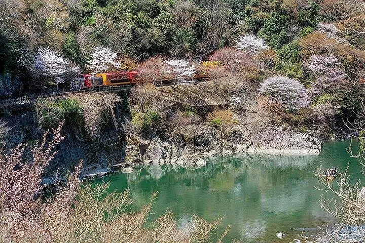 Un train panoramique longe la rivière Hozugawa, entouré de cerisiers en fleurs